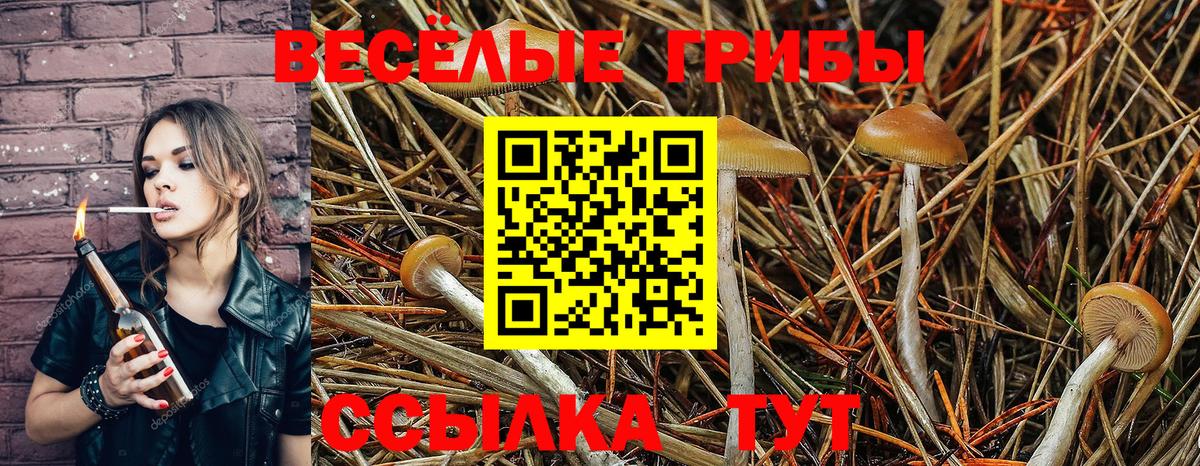 Галлюциногенные грибы Psilocybine cubensis Свободный